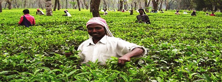 1771/The Riverwood Forest Retreats - Dooars 13.jpg